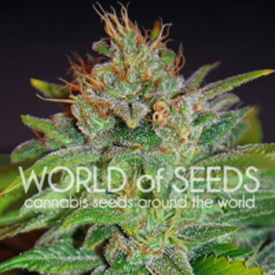 World of Seeds - Skunk 47