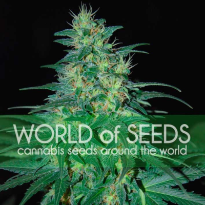 World of Seeds - South African Kwazulu