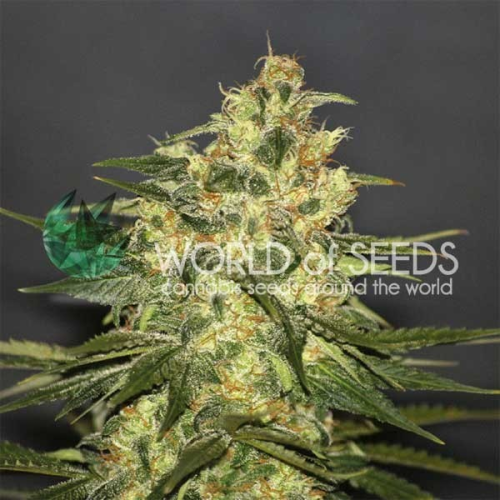World of Seeds - Ketama regular