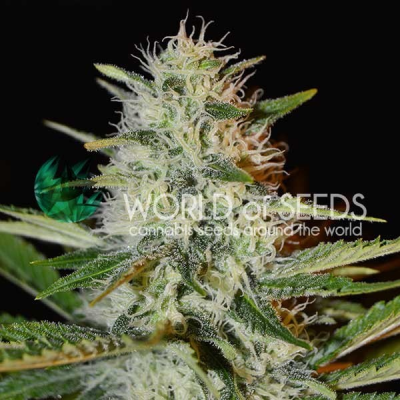 World of Seeds - Kilimanjaro