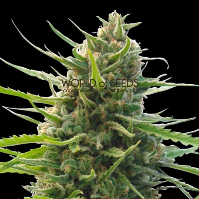 World of Seeds - Kilimanjaro regular