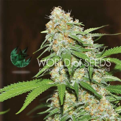 World of Seeds - Mazar x White Rhino