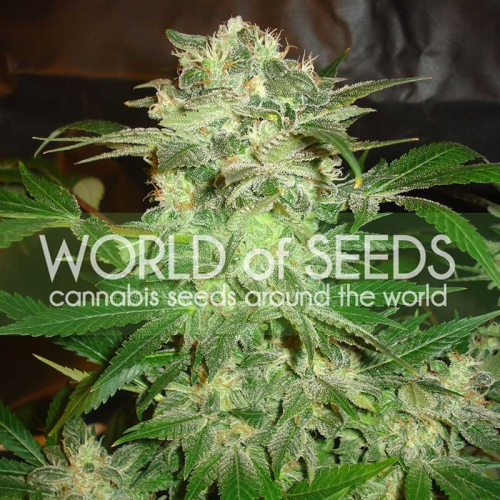 World of Seeds - Mazar Kush