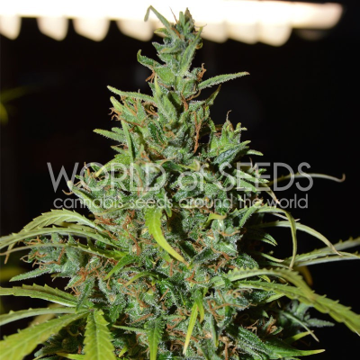 World of Seeds - Neville Haze Ryder Auto