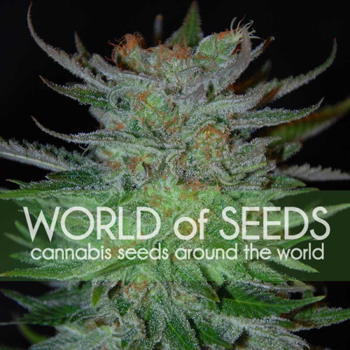 World of Seeds - New York 47