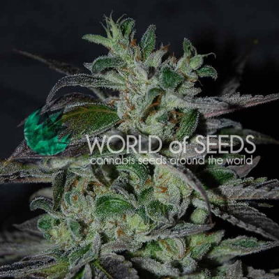 World of Seeds - Strawberry Blue Early Harvest