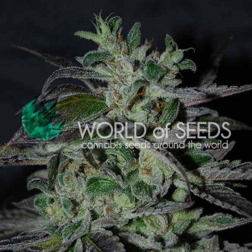World of Seeds - Strawberry Blue Early Harvest
