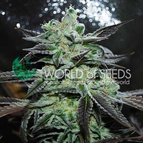 World of Seeds - Strawberry Blue