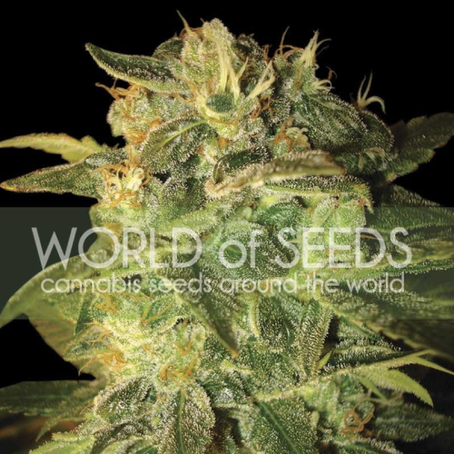 World of Seeds - Sugar Mango Ryder Auto