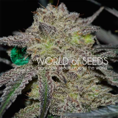 World of Seeds - Tonic Ryder Auto CBD