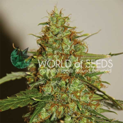 World of Seeds - Wild Thailand Ryder Auto