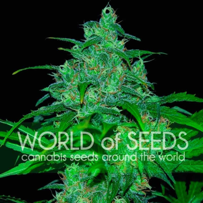 World of Seeds - Wild Thailand