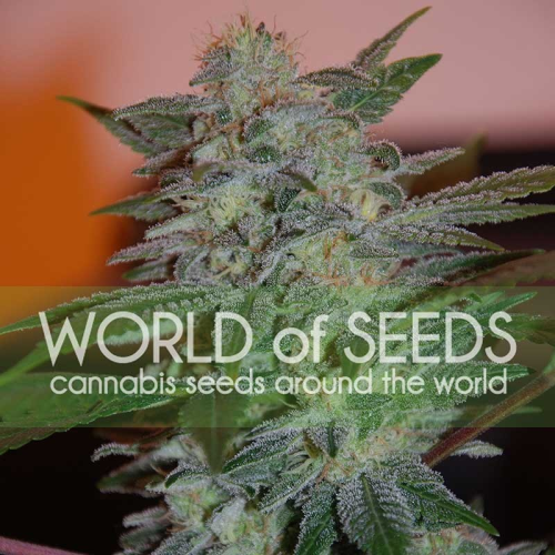 World of Seeds - Yumbolt 47