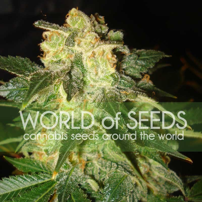 World of Seeds - Pakistan Ryder Auto