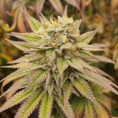 Monkey Genetics - Monkey Haze