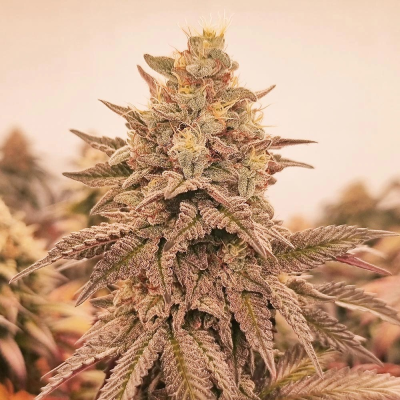 Monkey Genetics - Orangu Tangie