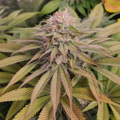 Monkey Genetics - Blue Lagoon Haze