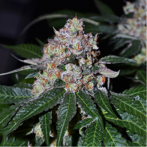 Monkey Genetics - Frosty Acai Mintz