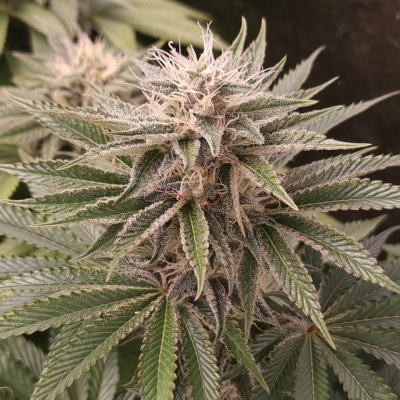 Monkey Genetics - Funky Monkey Sour