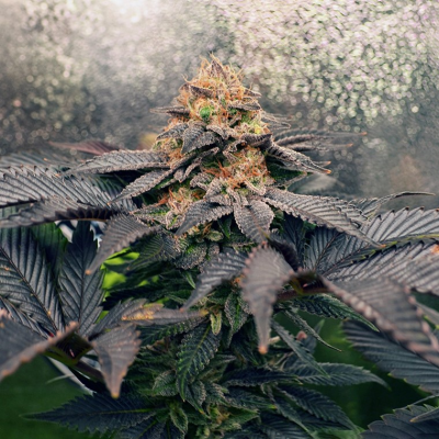 Monkey Genetics - Grand Daddy Purpz