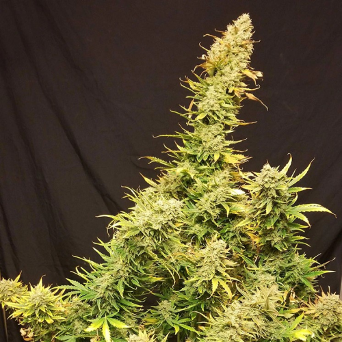 Monkey Genetics - Lemon Skunk Auto