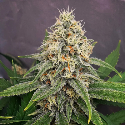 Monkey Genetics - Lemon Skunk