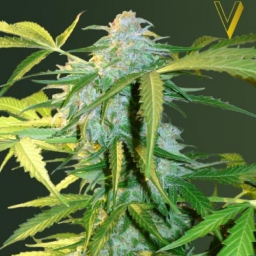 Victory Seeds - Auto Heaven