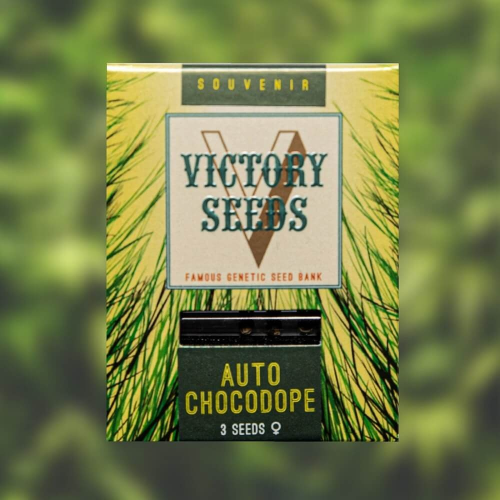 Victory Seeds - Auto Chocodope
