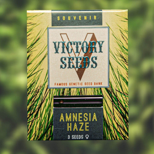 Victory Seeds - Amnesia Haze