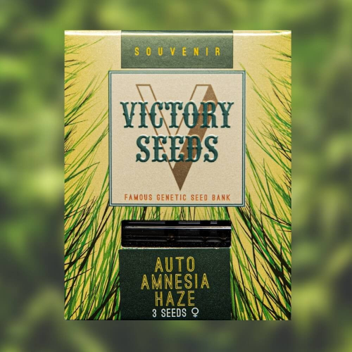 Victory Seeds - Auto Amnesia Haze