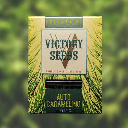 Victory Seeds - Auto Caramelino