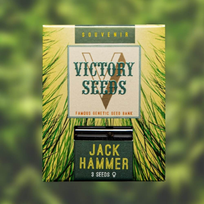 Victory Seeds - Jack Hammer
