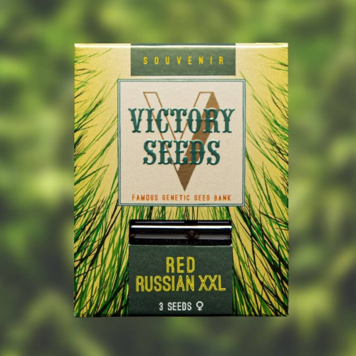 Victory Seeds - Red Russian XXL