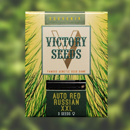 Victory Seeds - Auto Red Russian XXL