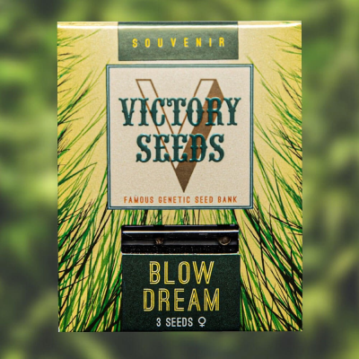 Victory Seeds - Blow Dream