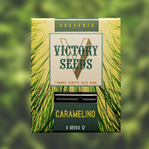 Victory Seeds - Caramelino