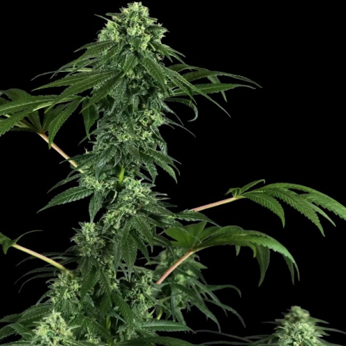 Sensi Seeds Research - 420 Punch