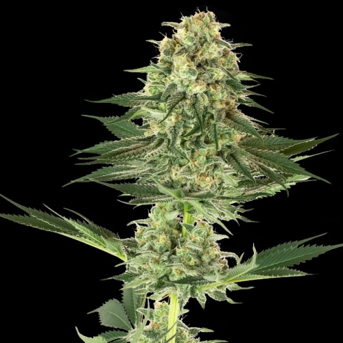 White Label - Banana Kush