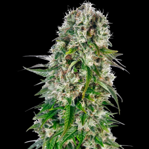 Sensi Seeds - Big Bud Automatic