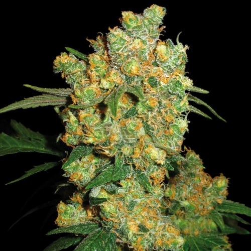 Sensi Seeds - Big Bud regular
