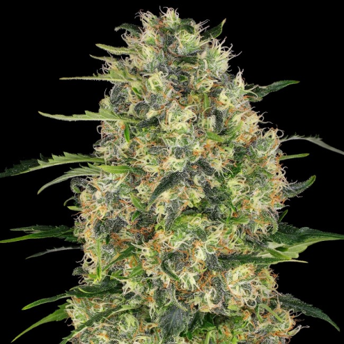 Sensi Seeds - Black Domina regular