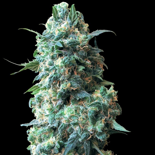 White Label - Afghan Kush regular