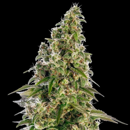 Sensi Seeds - Afghani #1 Automatic