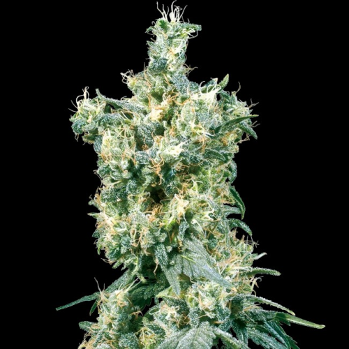 Sensi Seeds - American Dream regular