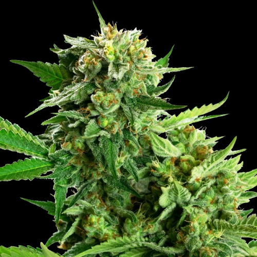 Sensi Seeds Research - Blackberry Cake