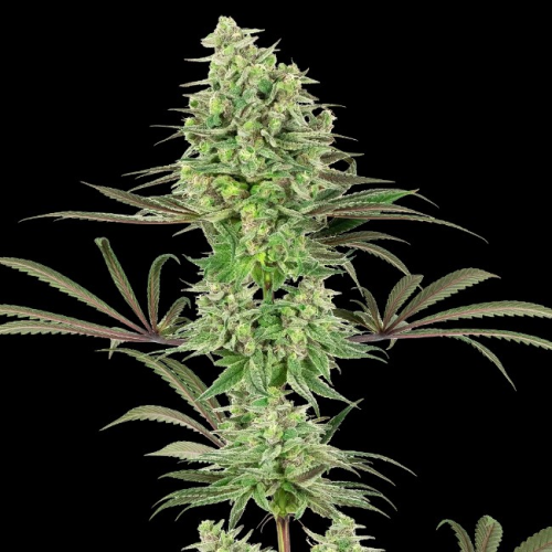 White Label - Double Banana Kush