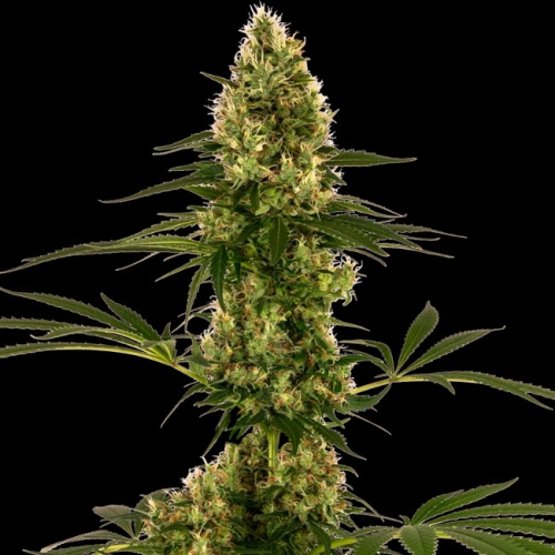 Sensi Seeds - Blue Bullet Automatic