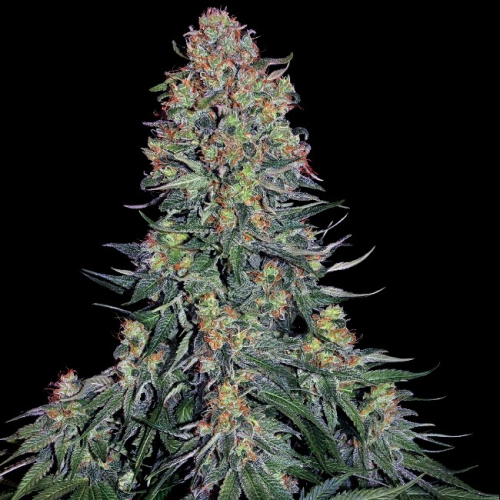Sensi Seeds - Blue Skunk