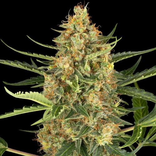 Sensi Seeds Research - Blueberry Bubblegum Automatic