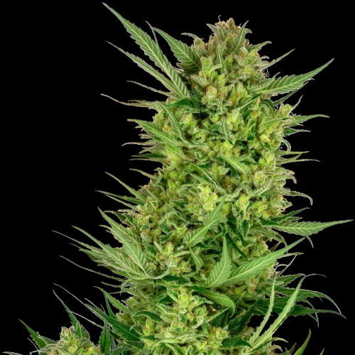 Sensi Seeds Research - Buttercream Gelato